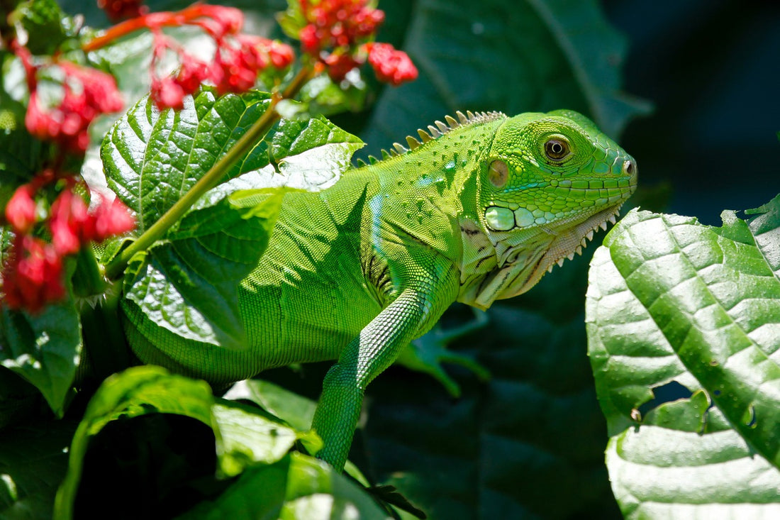 What is a UVB Light and Why Do Reptiles Need It?